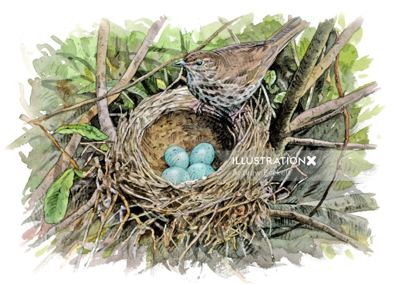 Zorzal común en el nido con huevos