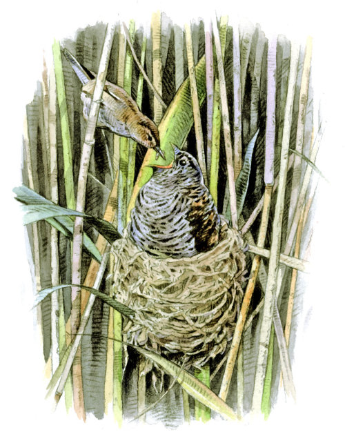 苇莺与巢的水彩画