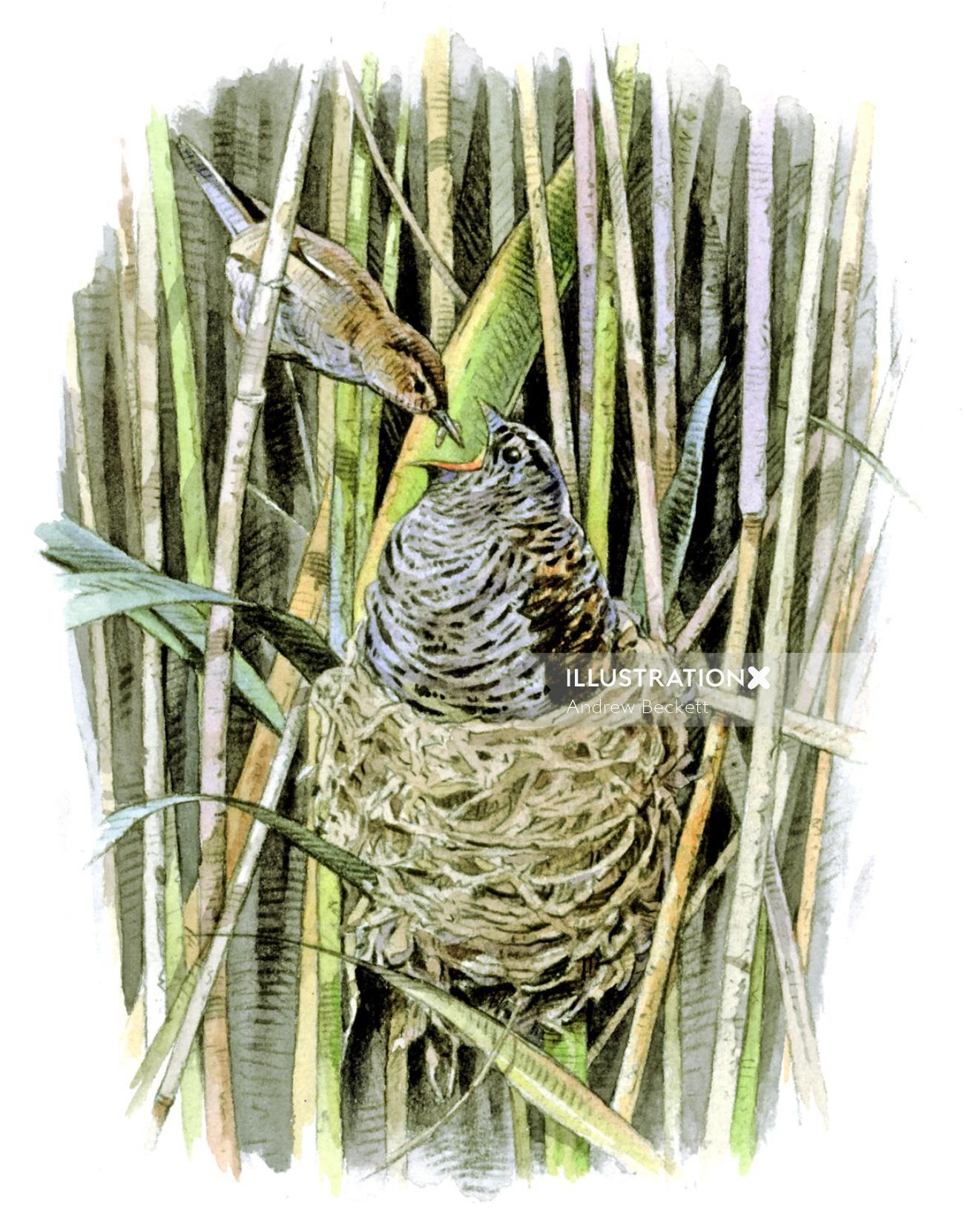 Acuarela de carricero común y nido