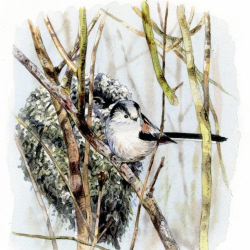Long-tailed tit bird illustration