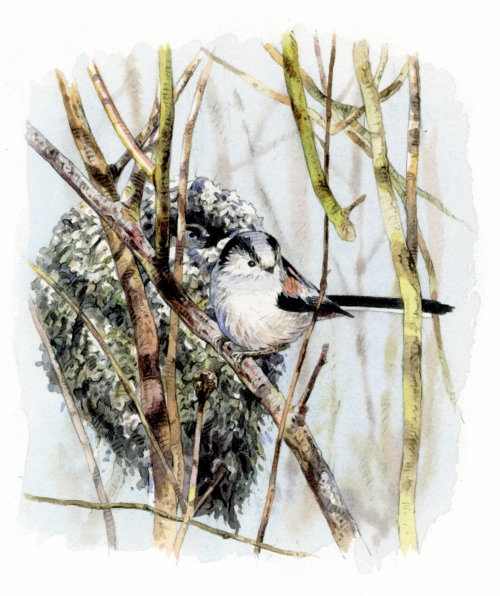 Ilustração de pássaro chapim de cauda longa