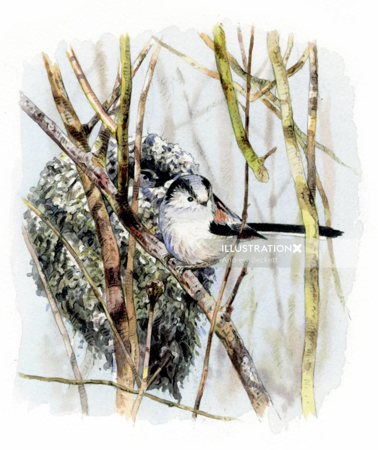 Ilustración de pájaro tit de cola larga