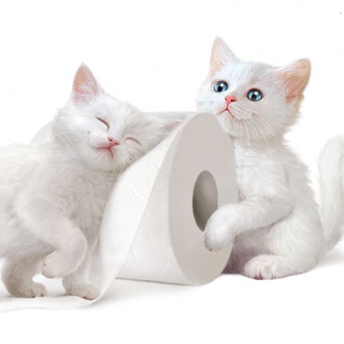 Illustration for popular KittenSoft toilet tissue packaging
