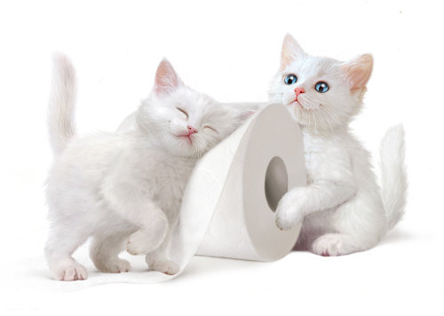Gatos brancos brincando - Uma ilustração de Andrew Beckett
