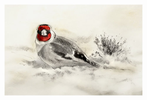 Goldfinch Christmas Card - An illustration by Andrew Beckett