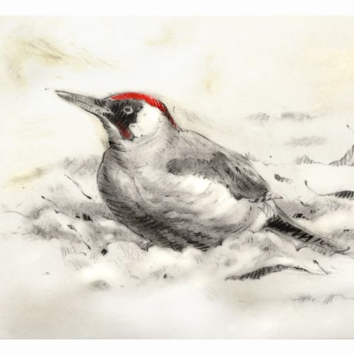 Green Woodpecker Christmas card - An illustration by Andrew Beckett