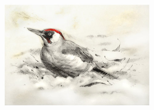 绿色啄木鸟圣诞贺卡 - 安德鲁贝克特的插图