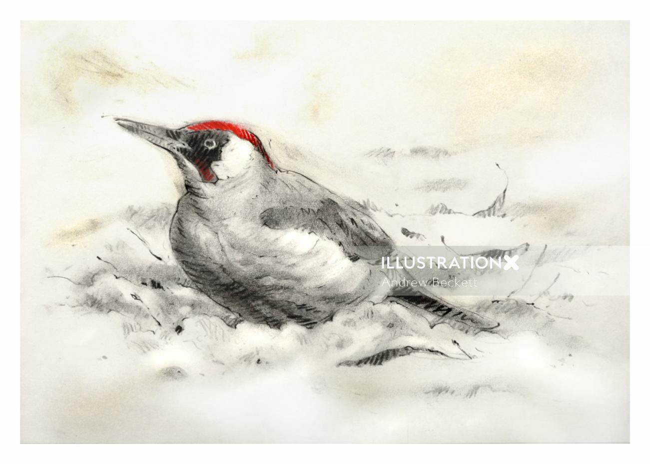 Green Woodpecker Christmas card - An illustration by Andrew Beckett