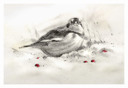 Snow Bunting Christmas card - An illustration by Andrew Beckett