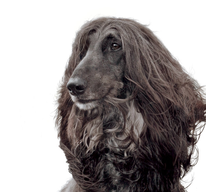 Portrait of  Afghan Hound dog illustration by Andrew Beckett