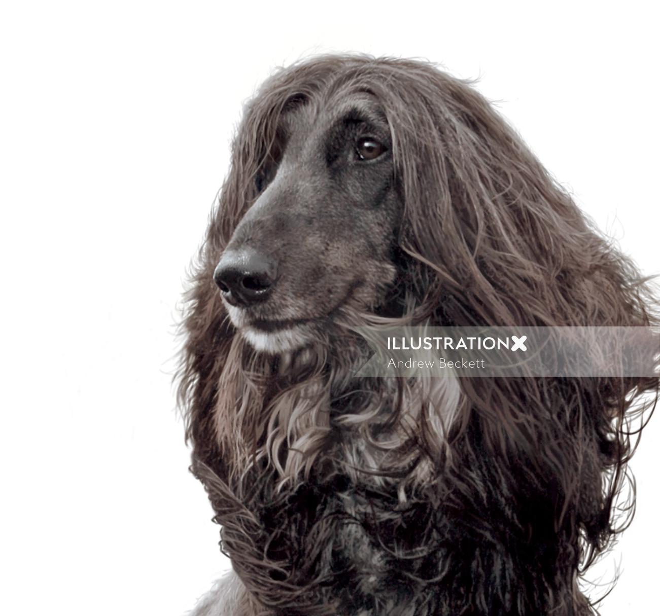 Retrato de la ilustración del perro de afgano por Andrew Beckett