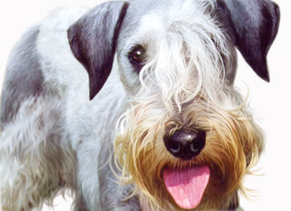 ジャージーのポスト犬の肖像 – アンドリュー・ベケットによるイラスト