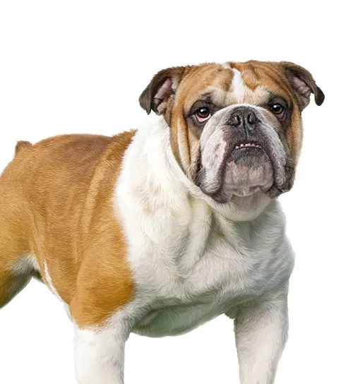English Bulldog illustration by Andrew Beckett