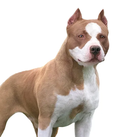 American Pitbull dog illustration by Andrew Beckett