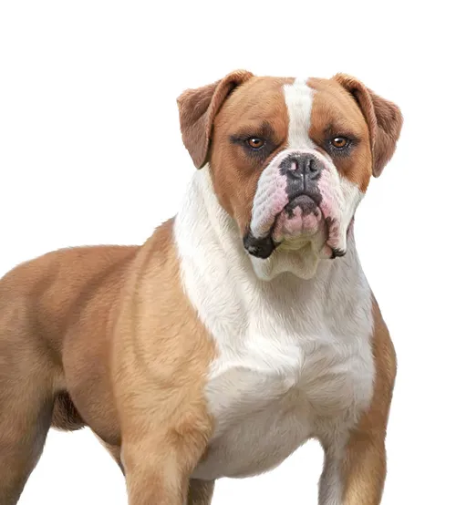 American bulldog illustration by Andrew Beckett