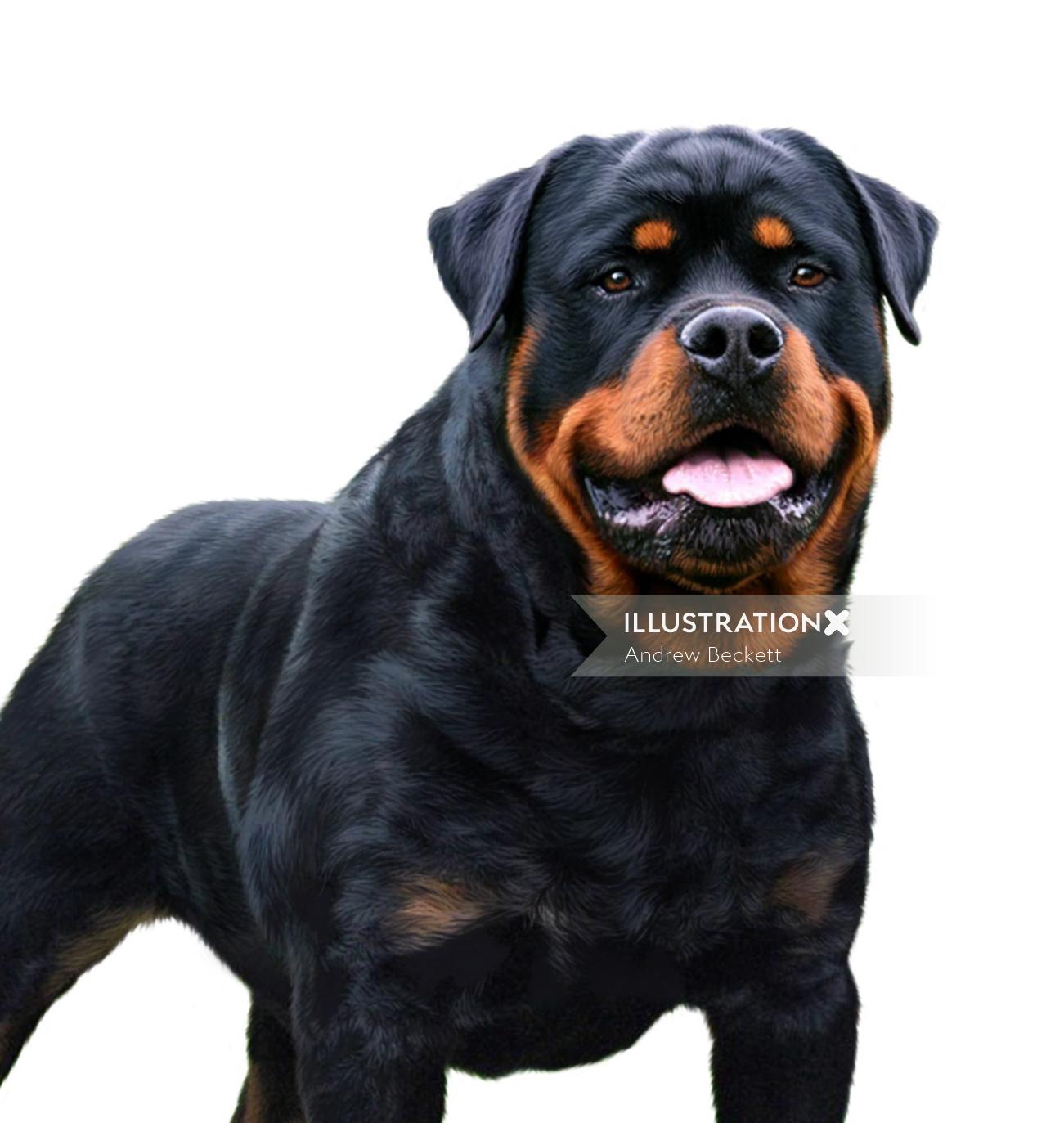 Rottwieler dog illustration by Andrew Beckett