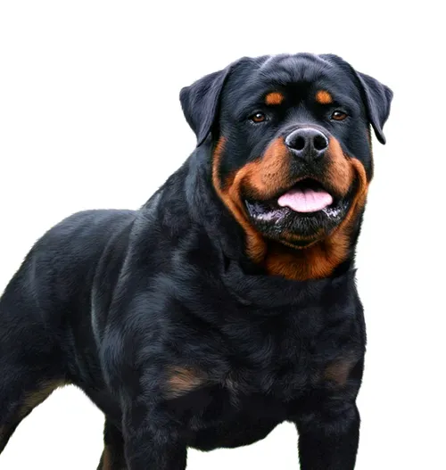 Rottwieler dog illustration by Andrew Beckett