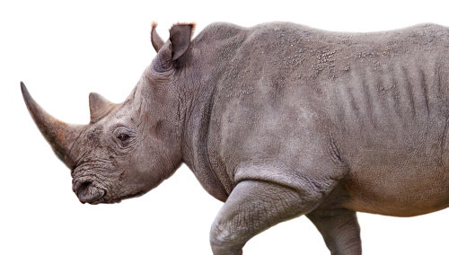 Illustration rhinocéros par Andrew Beckett
