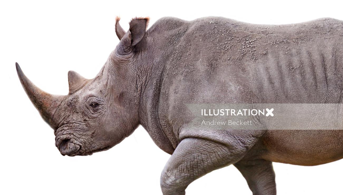 Drawing of a rhinoceros by Andrew Beckett