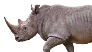 Drawing of a rhinoceros by Andrew Beckett