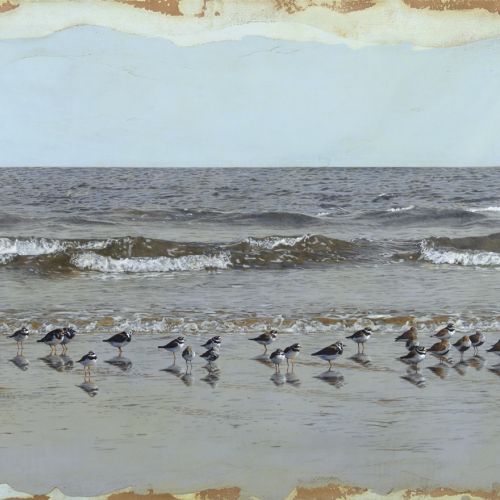 Birds at beach illustration by Andrew Beckett