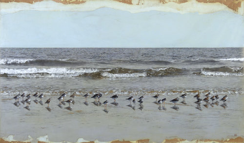 Ilustração de pássaros na praia por Andrew Beckett