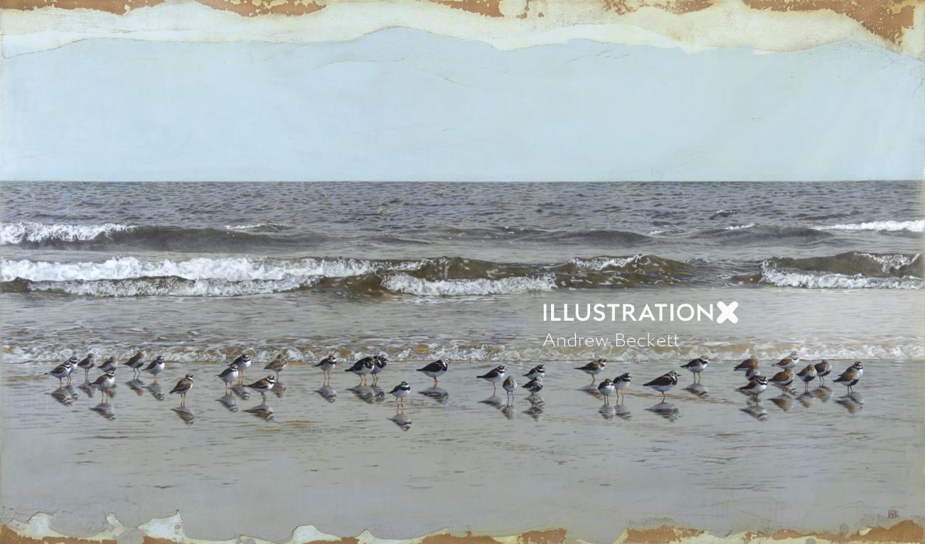 Birds at beach illustration by Andrew Beckett