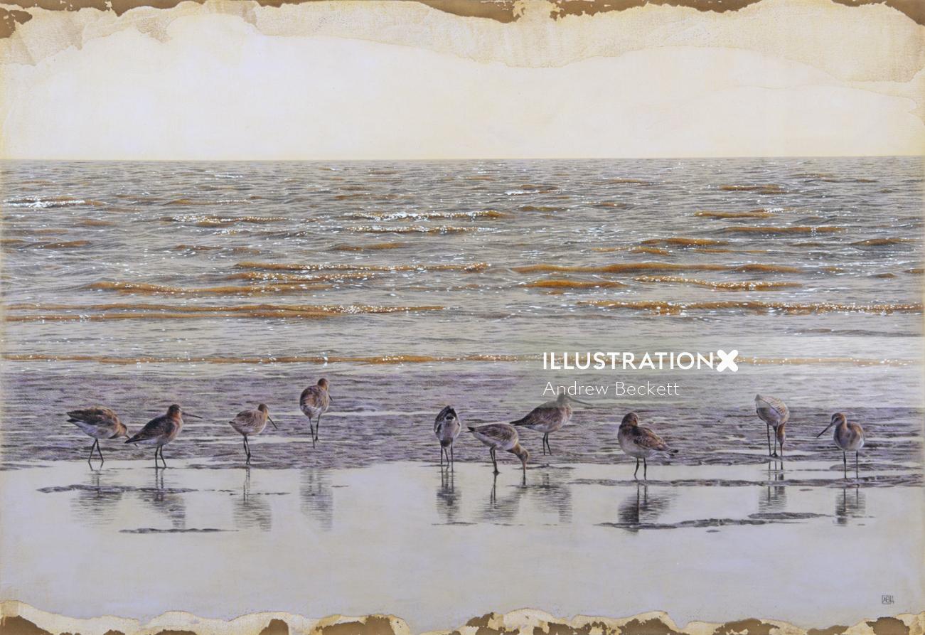 Aves de agachadiza de cola negra en la playa: una ilustración de Andrew Beckett