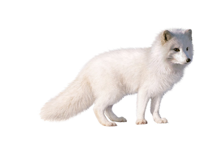White fox fine art