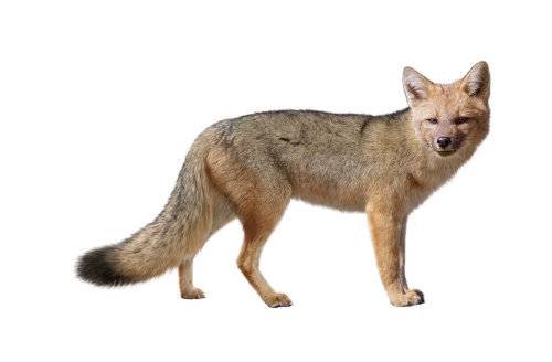 Pintura de guache de raposa por Andrew Beckett Illustrator