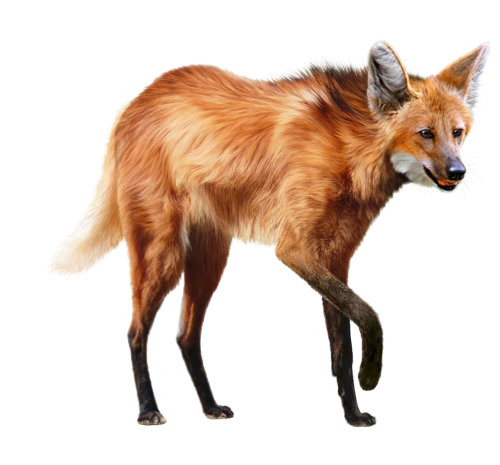 狐狸的野生动物绘画