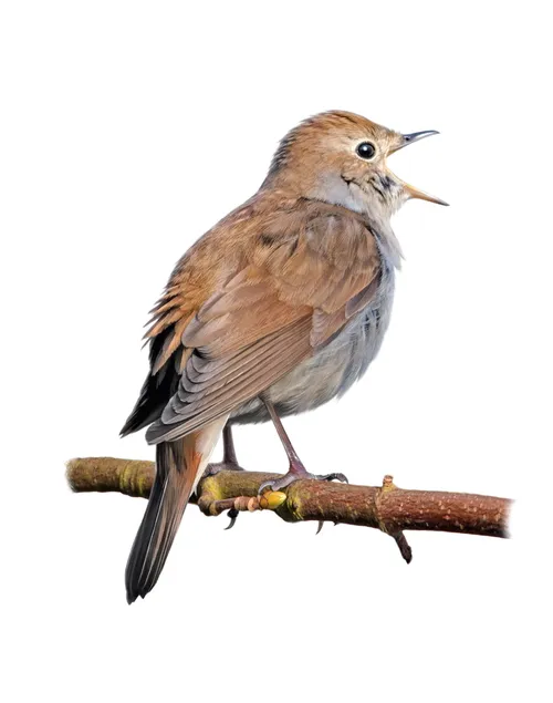 Common nightingale in "photorealism"
