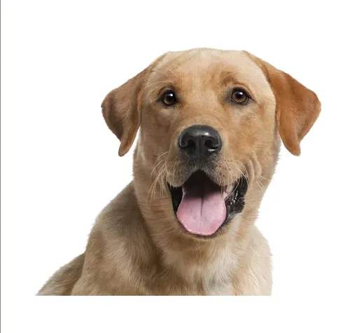 Animal illustration Labrador Retriever