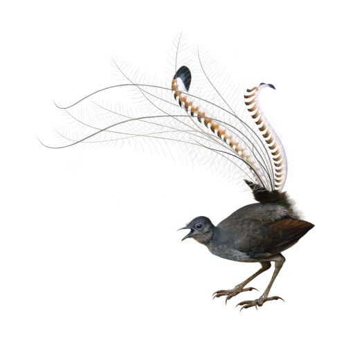 Bird illustration by Andrew Beckett