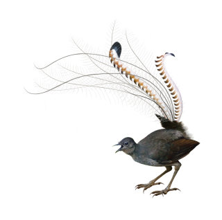 Ilustração de pássaros de Andrew Beckett