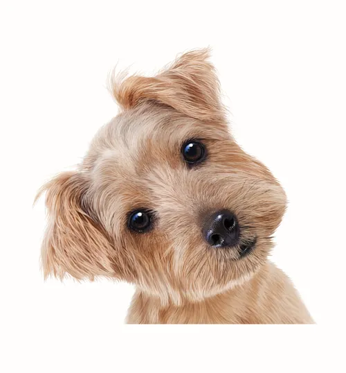 Puppy dog | Animals illustration