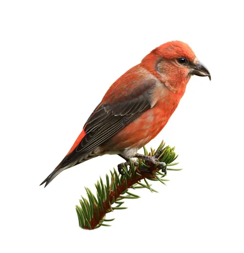 Artwork of a beautiful bird