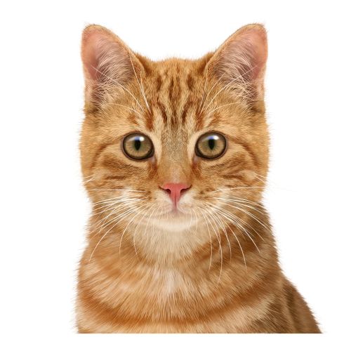 Photorealistic painting of brown cat