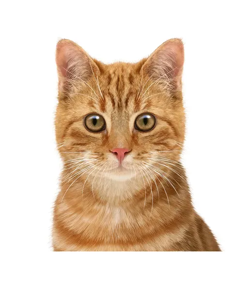 Photorealistic painting of brown cat