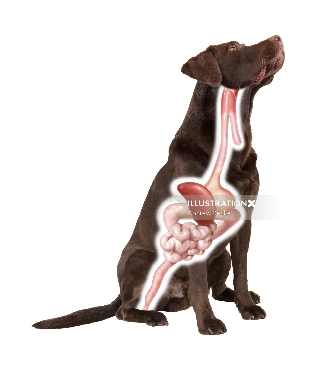 Ilustración médica del sistema digestivo del perro