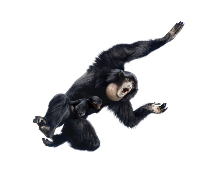 Ilustração de um chimpanzé com seu bebê