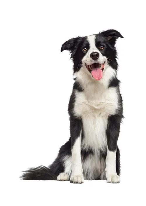 Photorealism illustration of Border Collie