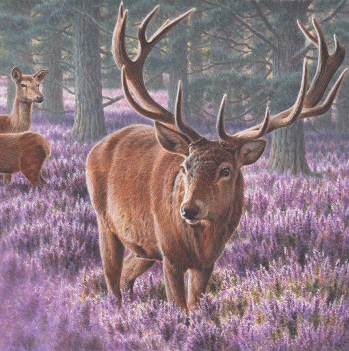 Deer | Wildlife illustration