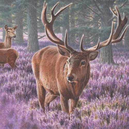Deer | Wildlife illustration