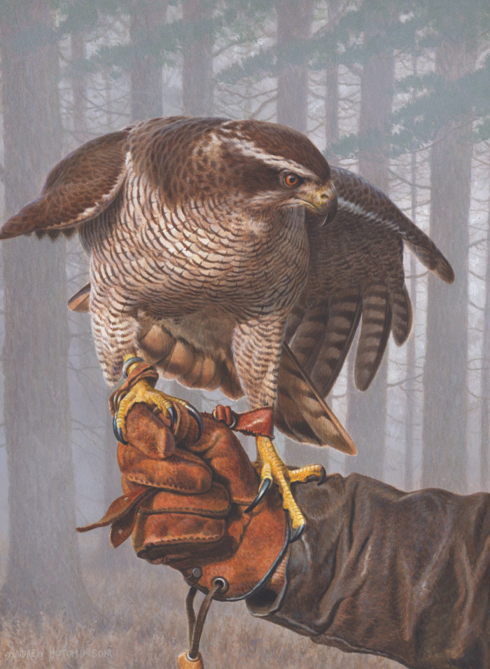 Footage of a Northern Goshawk that appears photorealistic