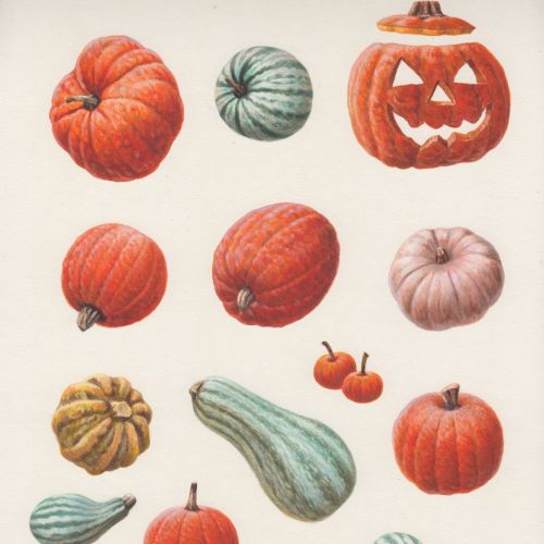 Pumpkins -  Food and Drink illustration