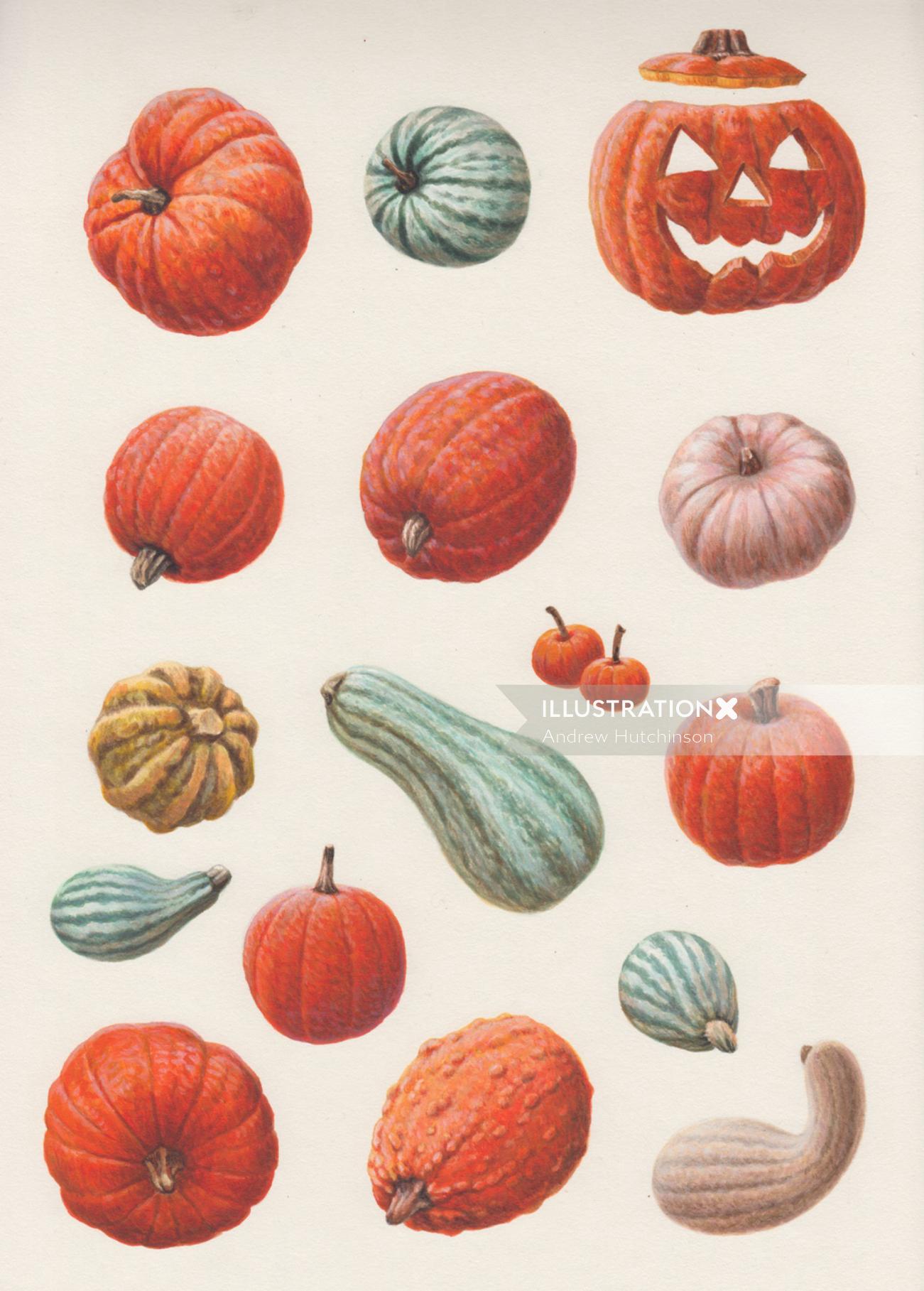 A visual representation of the many sorts of pumpkins