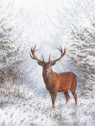 Winter Stagg Winter Stag | Illustration by Andrew Hutchinson