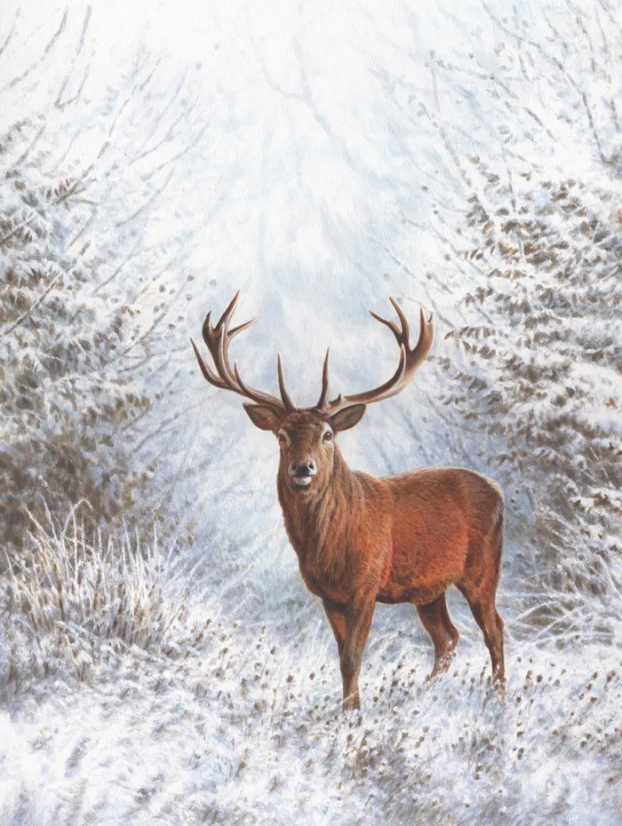 Winter Stag | Wildlife illustration