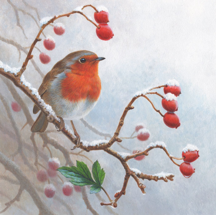 Robin de invierno | Ilustración del pájaro